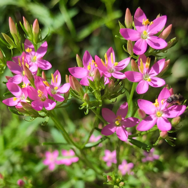 Terapia Holistica, Esencias Florales, Holistic therapy, Flower essence