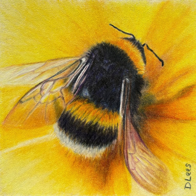 Coloured pencil drawing of a bumble bee on a yellow flower