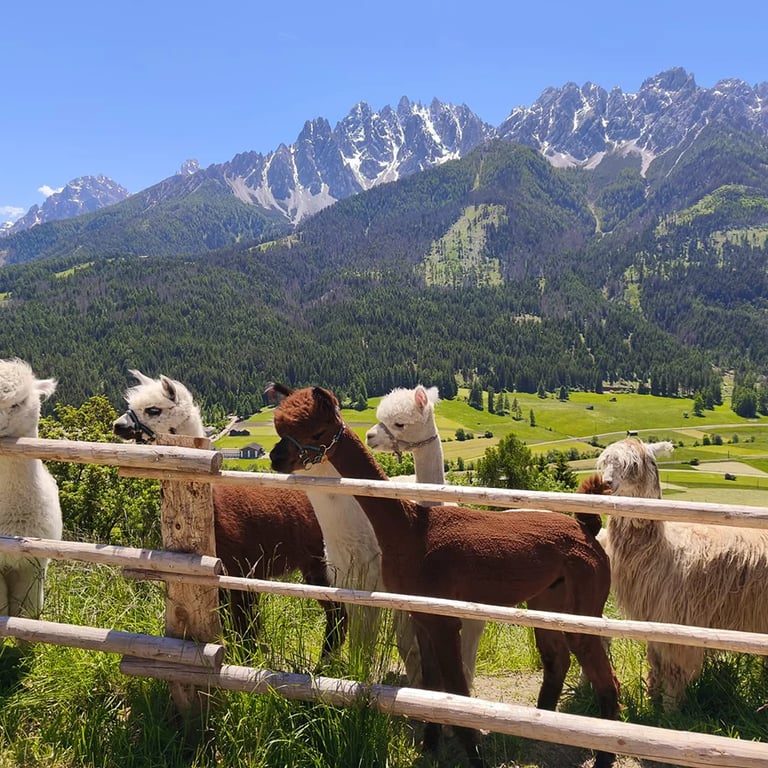 Benessere e Supporto Emotivo