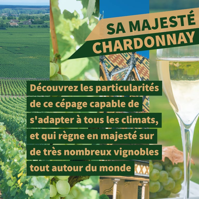 cours oenologie chardonnay bourgogne