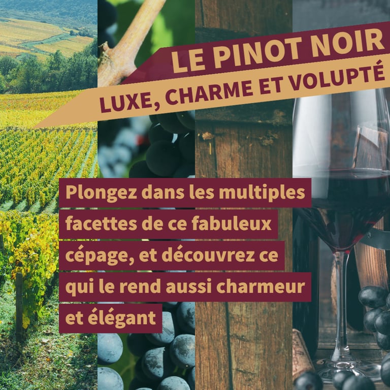 cours oenologie pinot noir bourgogne
