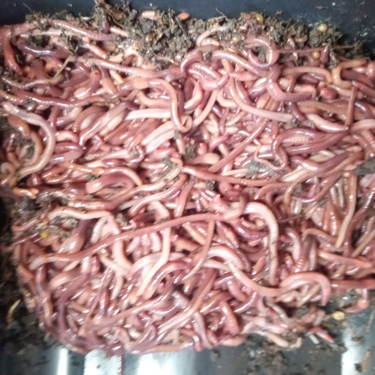 A clump of healthy Red Wigglers