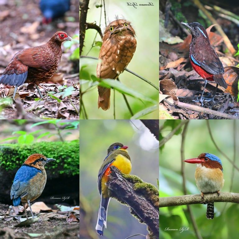 Kerinci Birding tour