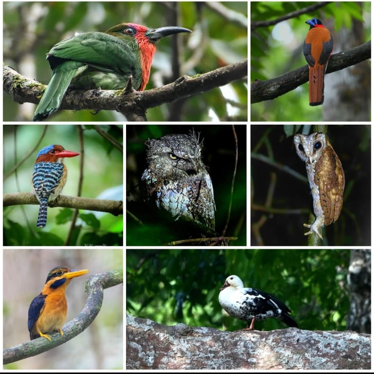 Way kamabs and Way Kanan Birding tour