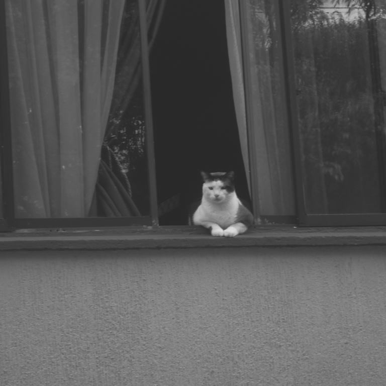 Gato atrás de la ventana mirando fijamente al fotógrafo.