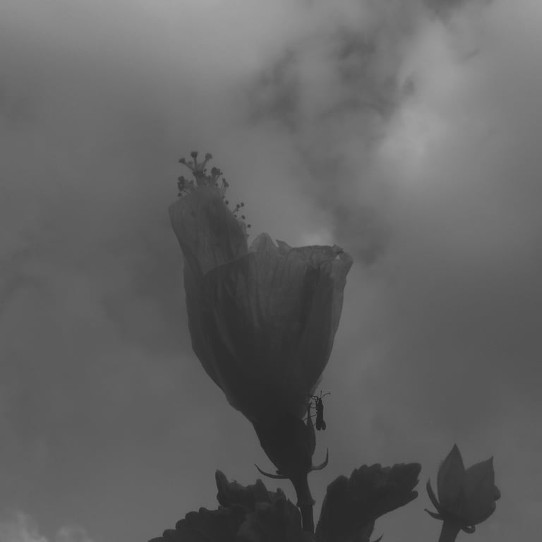 Silueta de una flor de hibisco bajo un cielo nublado en blanco y negro.