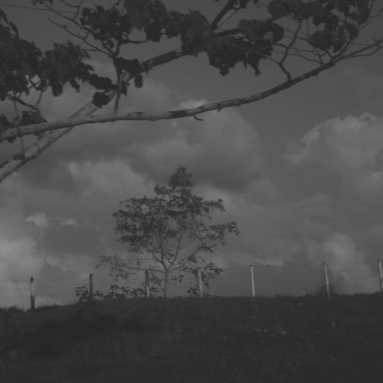 A lone tree behind a fence, a dense sky, minimalist black and white.