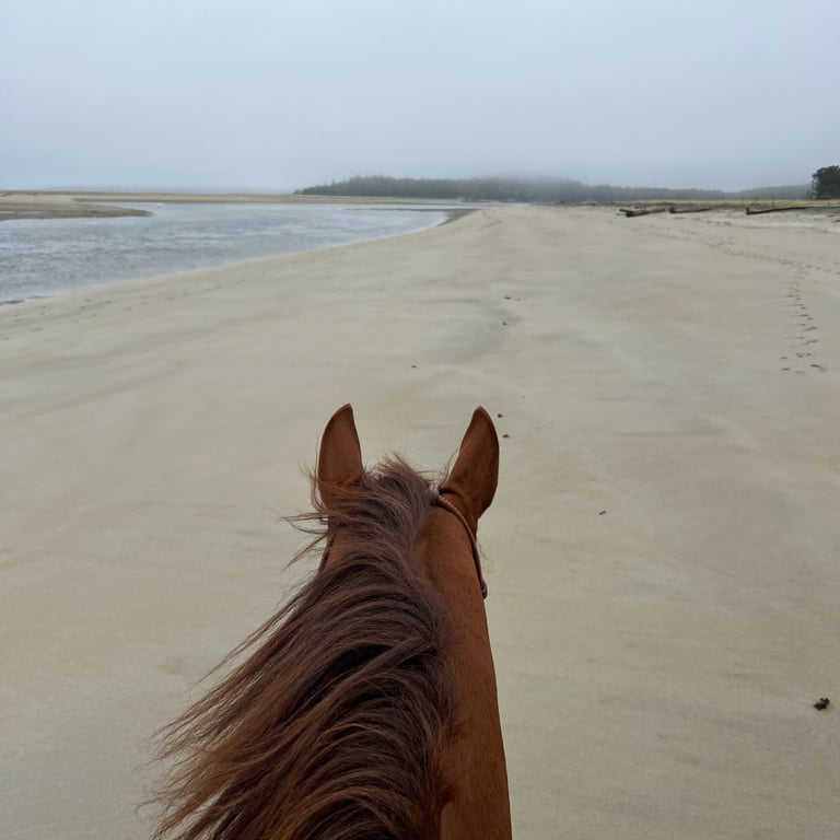 a horse is standing on the beach