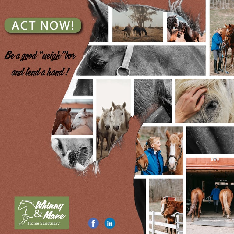 Instagram post featuring a collage of horses and caretakers at a sanctuary with text urging for support.