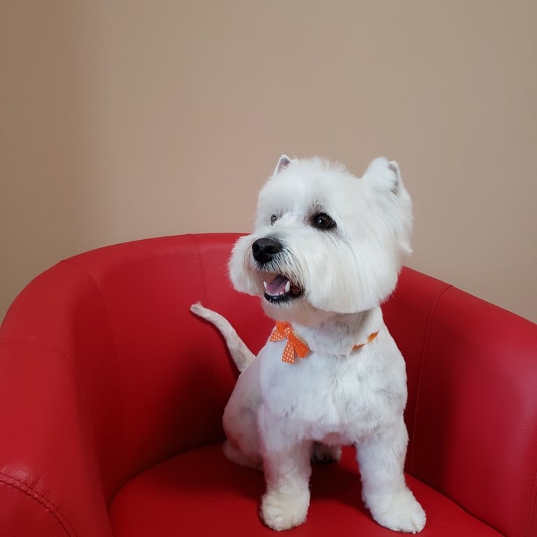 Šunų kirpykla vaisvydavoje Doggy Divine- Skotu terjeras vestukas