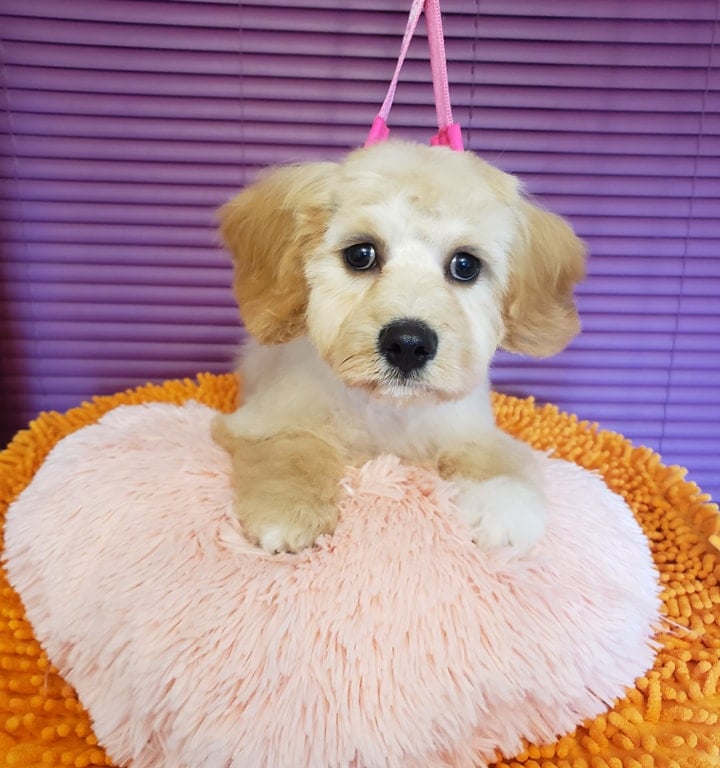 Šunų kirpykla Vaisvydava Doggy Divine