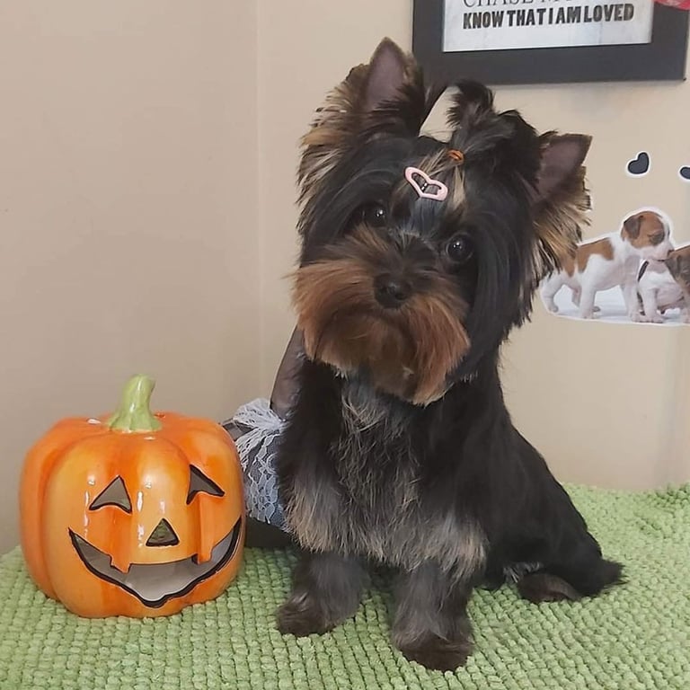 Šunų kirpykla vaisvydava Doggy Divine- Jorksyro terjeras