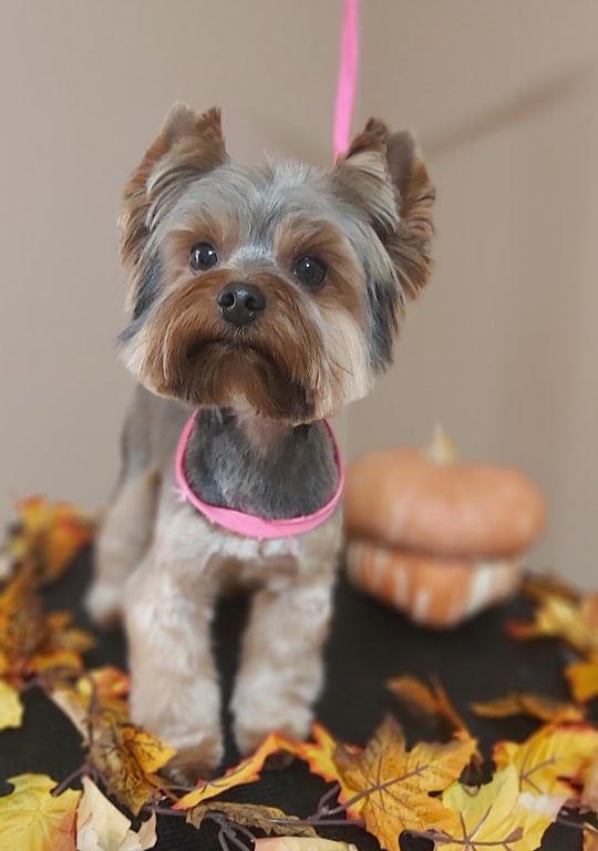 Šunų kirpykla Doggy Divine- Jorksyro terjeras 