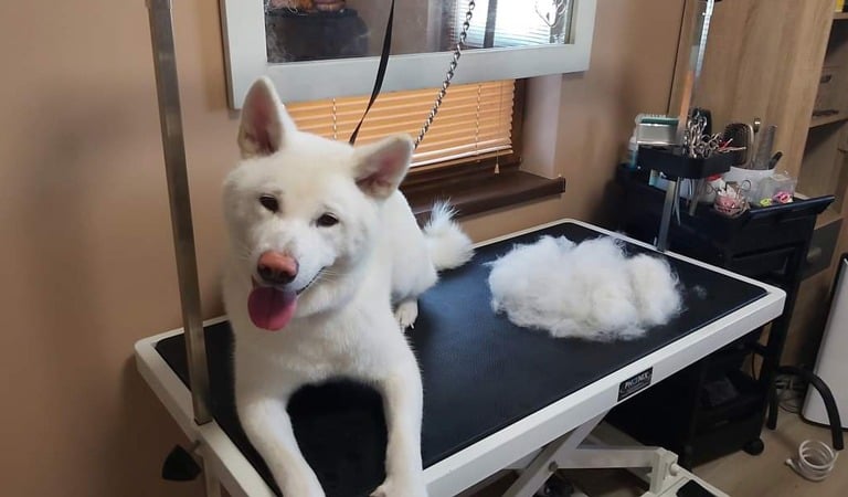 Šunų nukailinimas kaune Doggy Divine kirpykla