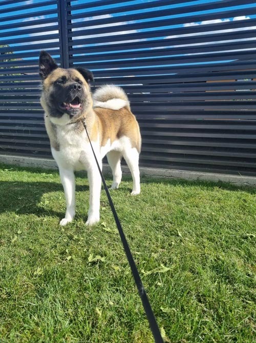 Šunų kirpykla kaune Doggy Divine- suo ant pavadelio