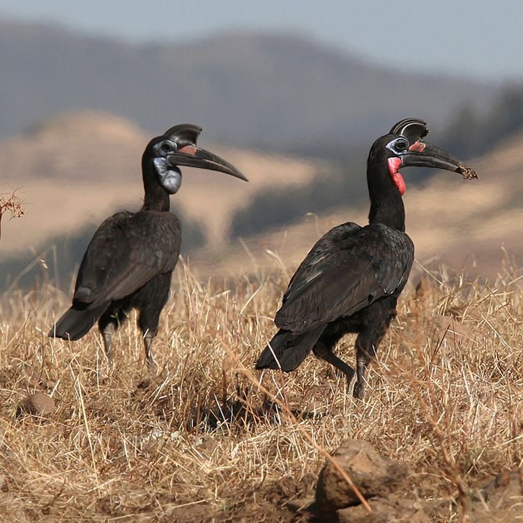 Hoornraven in Niokolo-Koba Nationaal Park