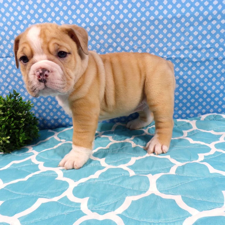 baebull puppies for sale