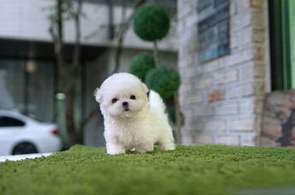 Maltipoo Puppies for Sale