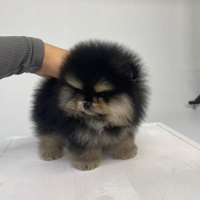 Teacup Pomeranian Puppies for Sale