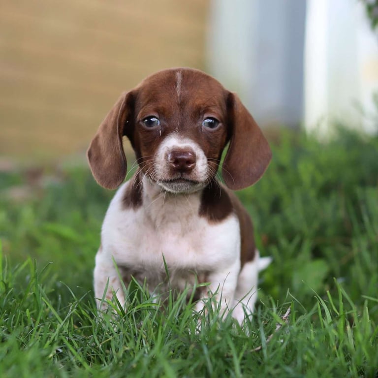 Dachshund Puppies for Sale