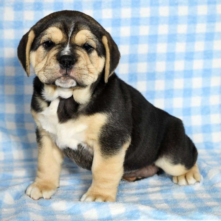 baebull puppies for sale