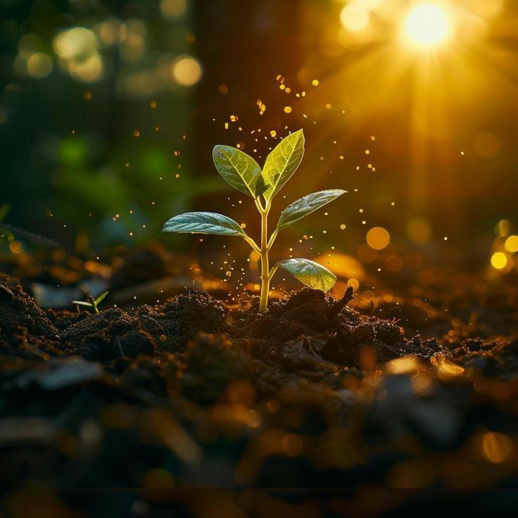 young plant facing the sun