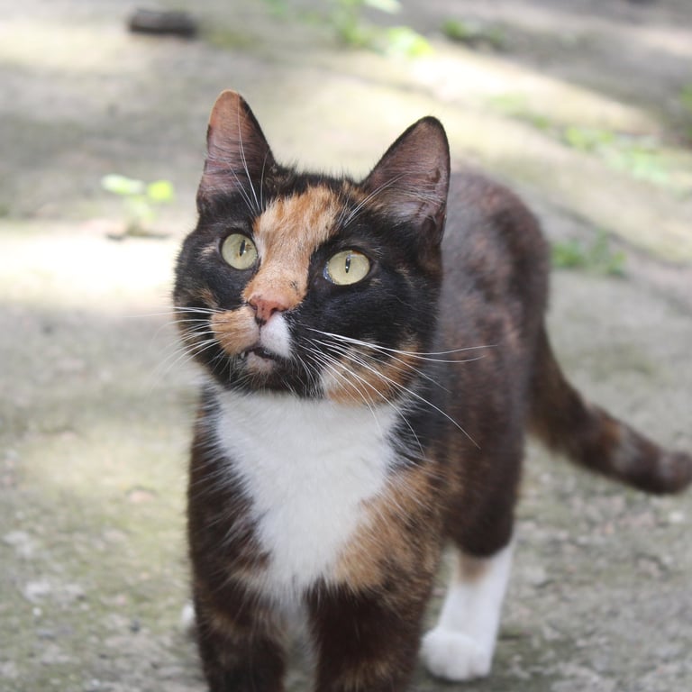Cat at our temporary safe-house