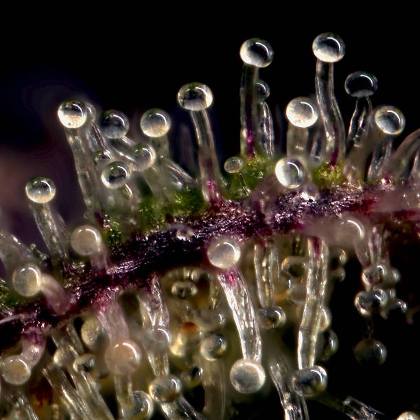 Gros plan sur les trichomes d’une fleur de CBD à la loupe