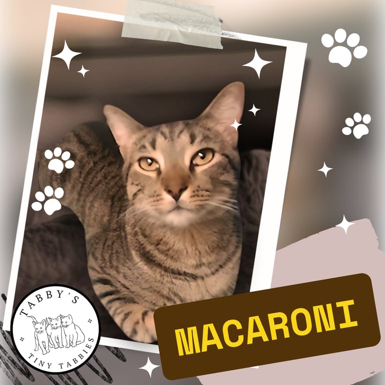 this adorable tabby cat named macaroni is available for adoption in Houston