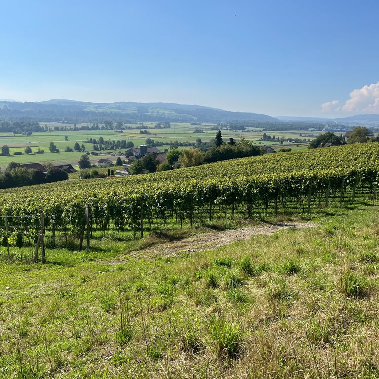 Vines on the Weinfelden Weinweg