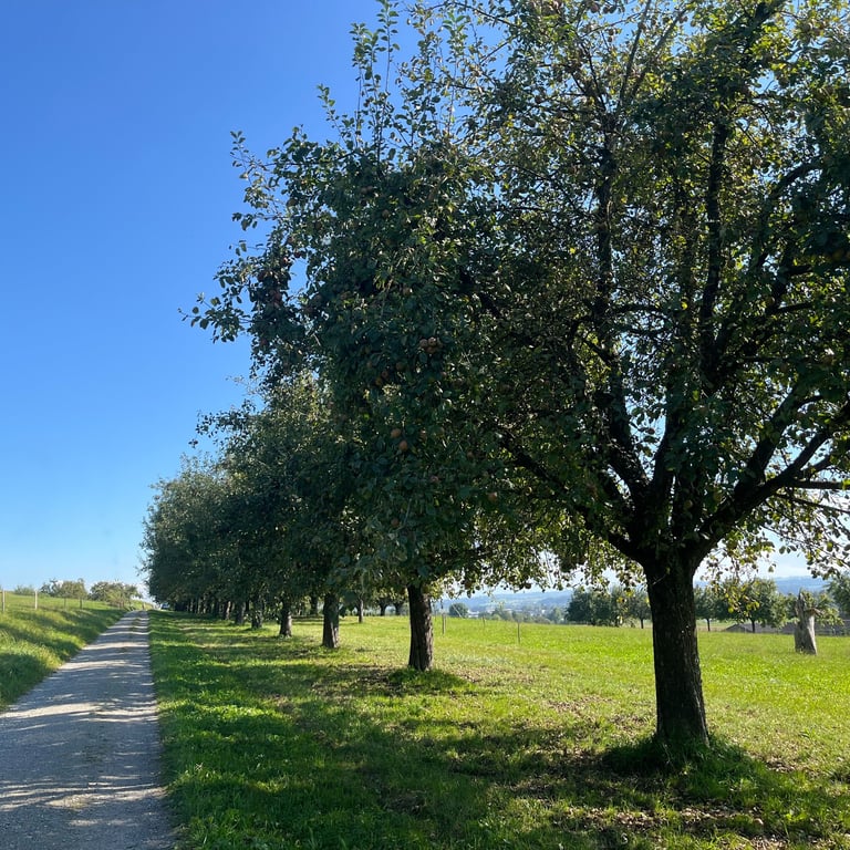 Orchards on the Weinfelden Weinweg