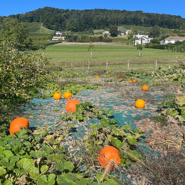 Pumpkins along the Weinfelden Weinweg