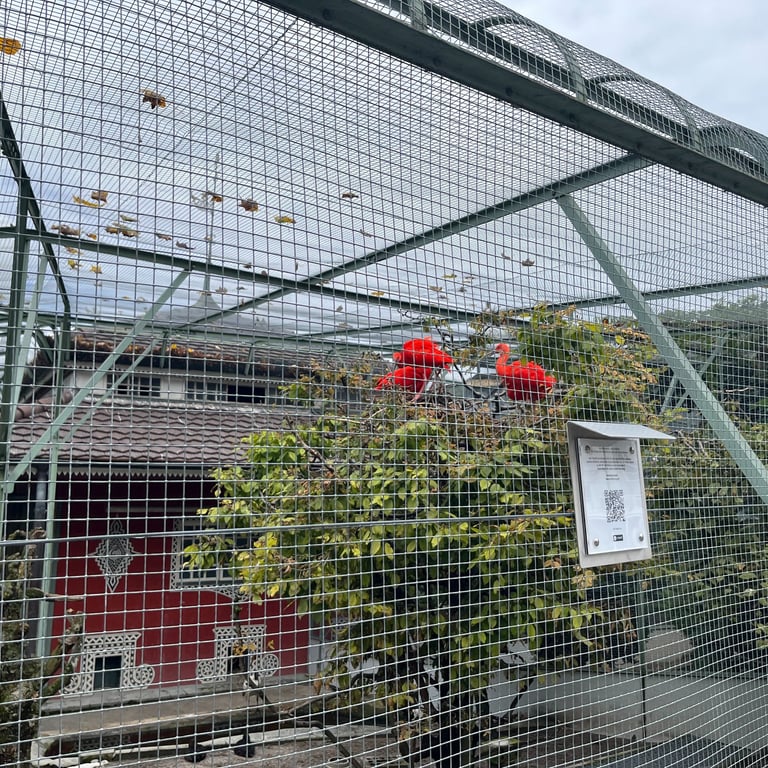 Ibis in the aviaries in Zug