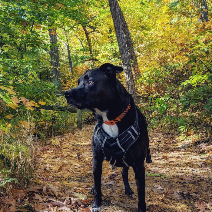 Black dog in the fall at Starved Rock State Park
