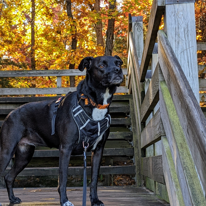 Dog hiking at Starved Rock