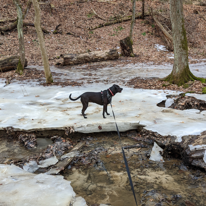 Dog Hiking at Starved Rock State Park