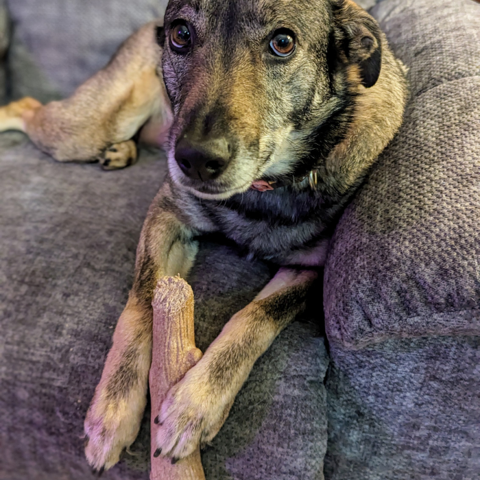 Dog with chew toy for aggressive chewers