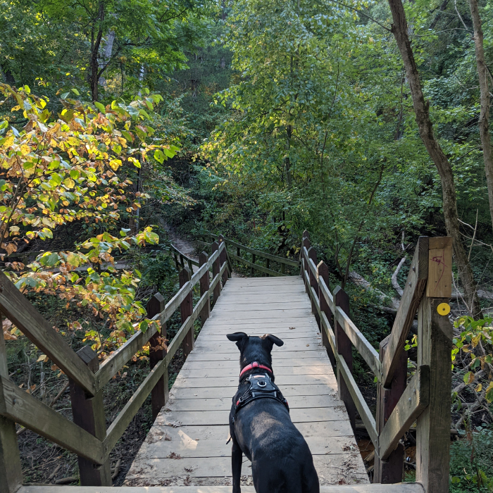 Dog on stairs at Starved Rock