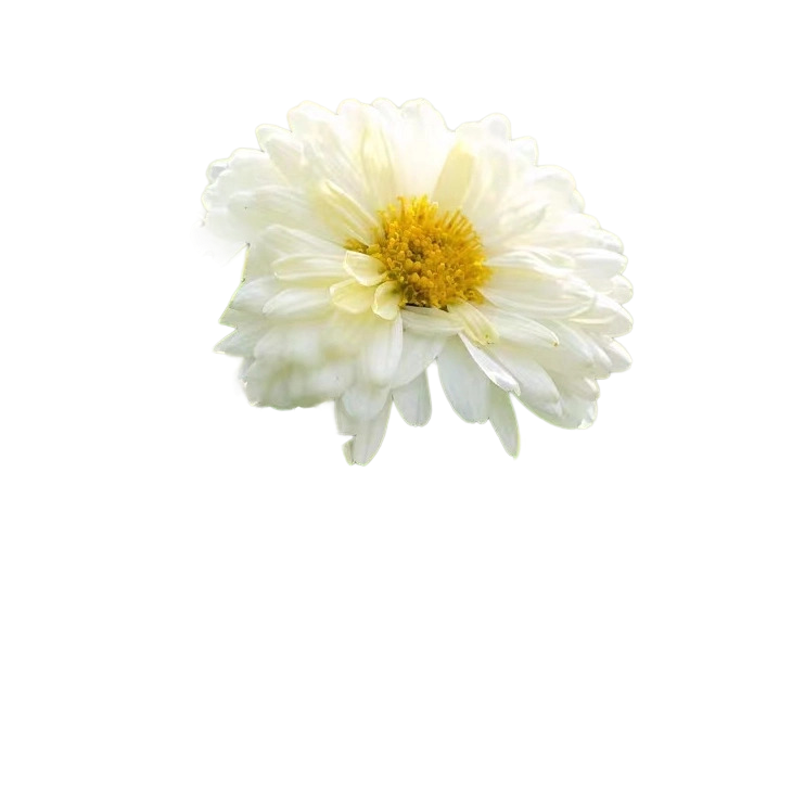 chrysanthemum