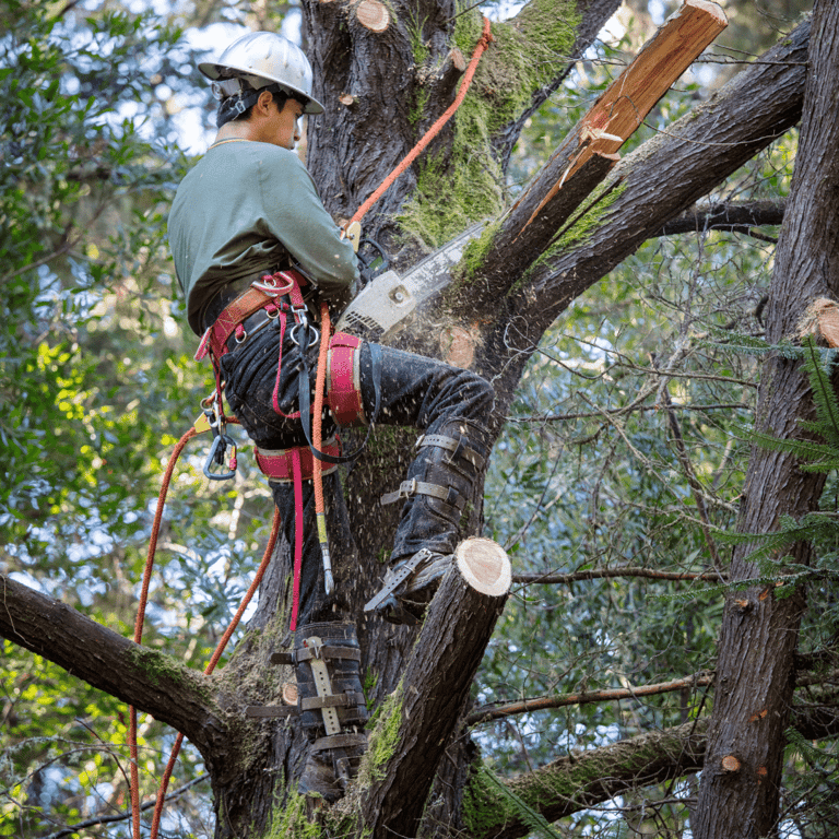 Tree Cutting