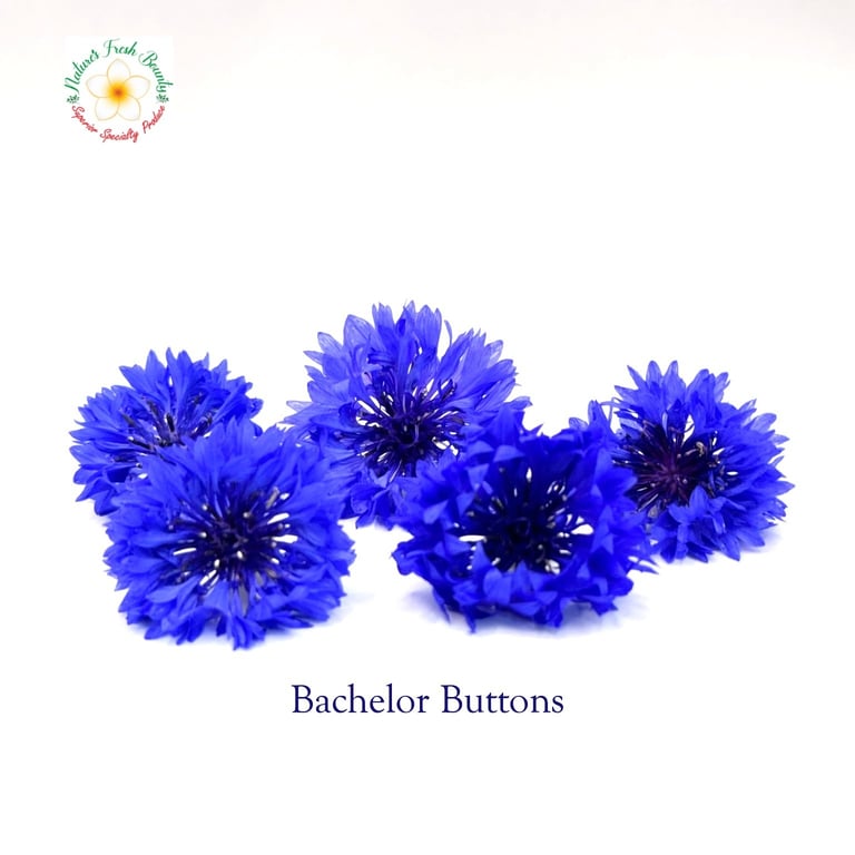 Flower Bachelor Buttons