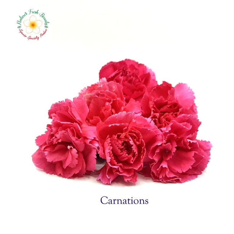 Carnation Flowers