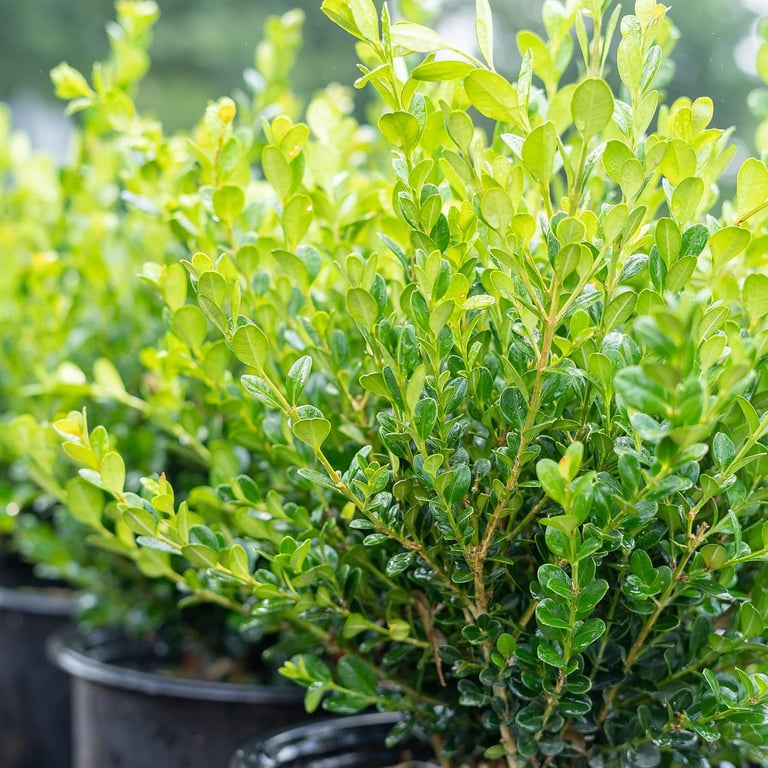 Potted green boxwood shrubs in a plant nursery featuring vibrant evergreen foliage for landscaping.