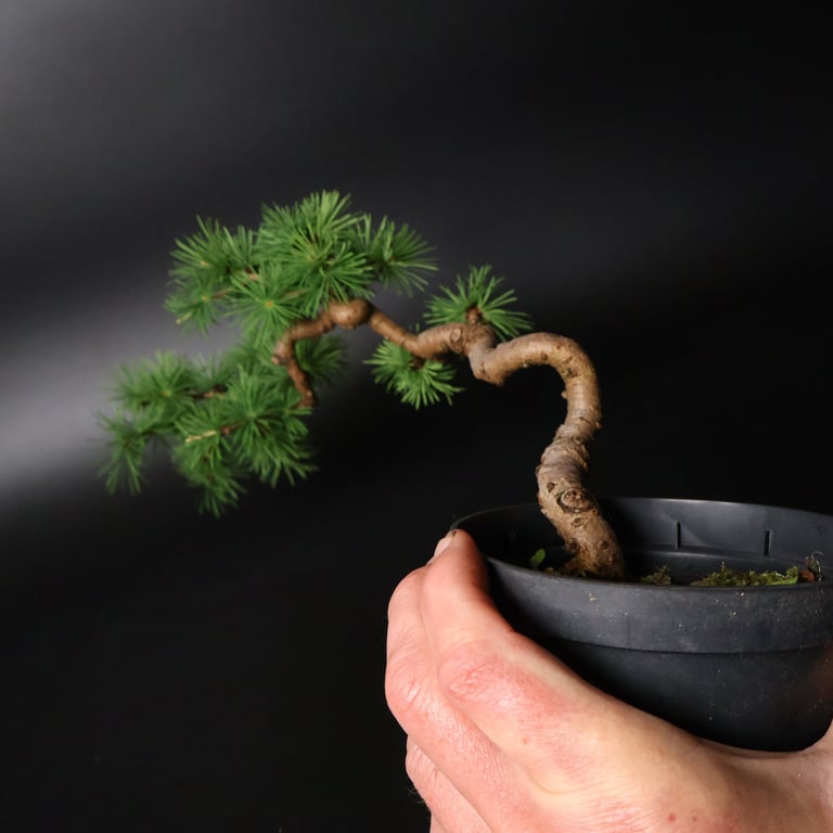 Shop online Bonsai Trees UK Delivered Japanese mini yamadori gift pine larch yew cascade literati Shohin mame pots tools wire