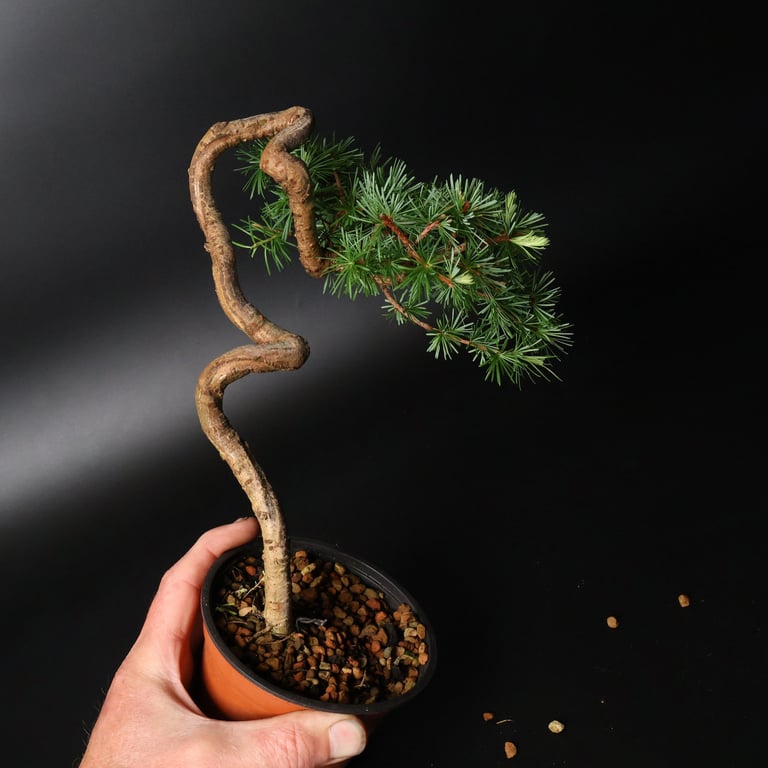 Shop online Bonsai Trees UK Delivered Japanese mini yamadori gift pine larch yew cascade literati Shohin mame pots tools wire