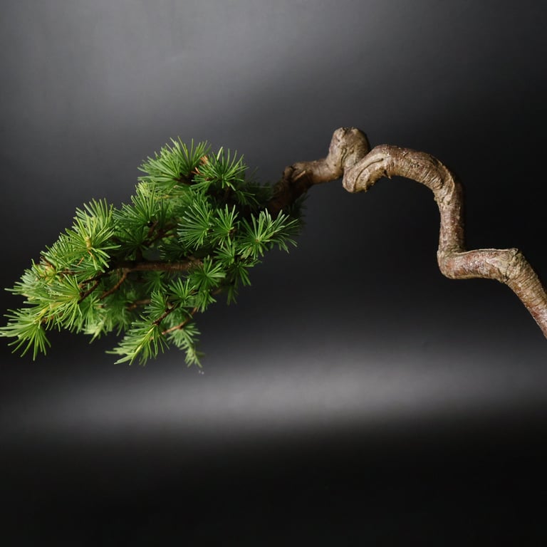 Shop online Bonsai Trees UK Delivered Japanese mini yamadori gift pine larch yew cascade literati Shohin mame pots tools wire