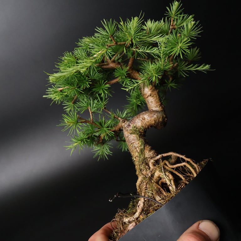 Shop online Bonsai Trees UK Delivered Japanese mini yamadori gift pine larch yew cascade literati Shohin mame pots tools wire