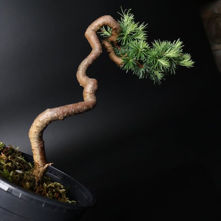 Shop online Bonsai Trees UK Delivered Japanese mini yamadori gift pine larch yew cascade literati Shohin mame pots tools wire