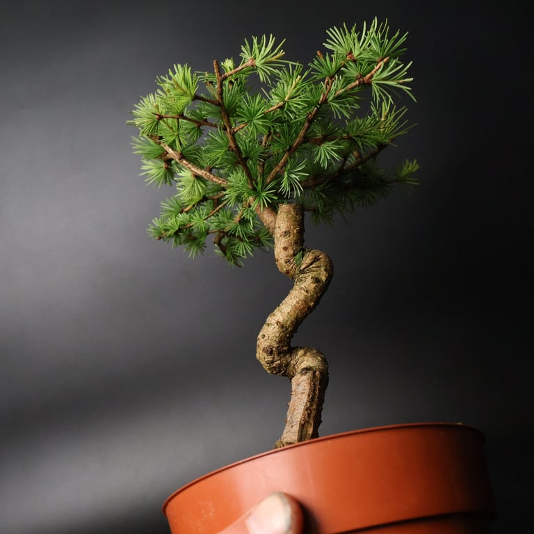 Shop online Bonsai Trees UK Delivered Japanese mini yamadori gift pine larch yew cascade literati Shohin mame pots tools wire