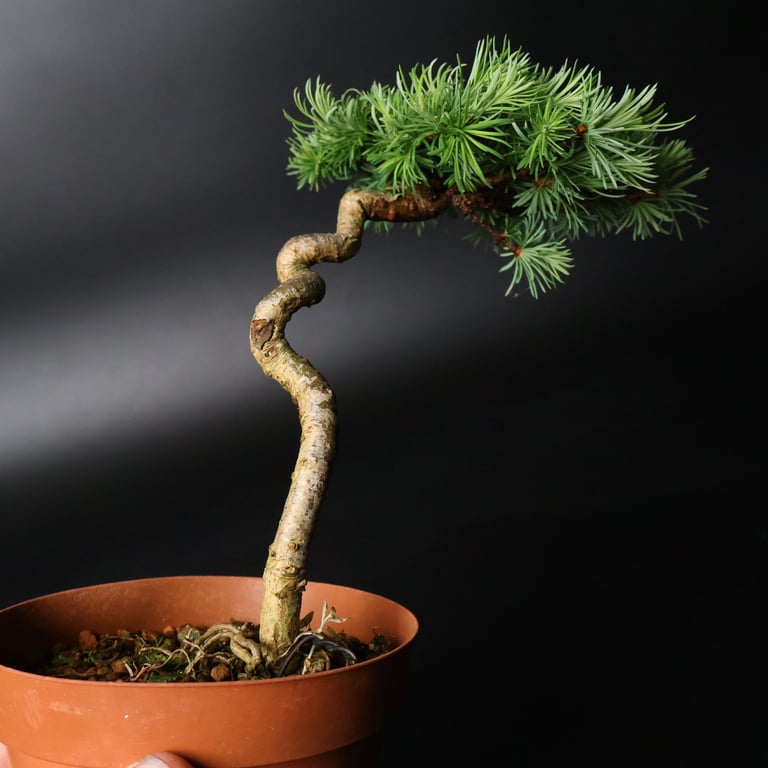 Shop online Bonsai Trees UK Delivered Japanese mini yamadori gift pine larch yew cascade literati Shohin mame pots tools wire